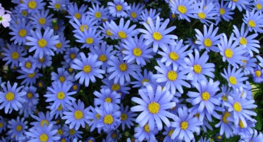 鹿児島市の脱毛サロンBlue daisy